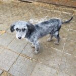 Тофифи собака из приюта на пристройство, частный приют для бездомных животных Зов Предков zovpredkov.net фото 1