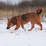 Криспи собака из приюта на пристройство, частный приют для бездомных животных Зов Предков zovpredkov.net фото 3