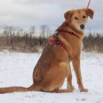 Фокси собака из приюта на пристройство частный приют для бездомных животных Зов Предков фото 7