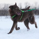 Шоколад собака из приюта на пристройство, частный приют для бездомных животных Зов Предков zovpredkov.net фото 4