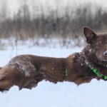 Шоколад собака из приюта на пристройство, частный приют для бездомных животных Зов Предков zovpredkov.net фото 2