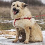 Ива собака из приюта на пристройство, частный приют для бездомных животных Зов Предков zovpredkov.net фото 3