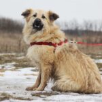 Ива собака из приюта на пристройство, частный приют для бездомных животных Зов Предков zovpredkov.net фото 5