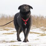 Черри собака из приюта на пристройство, частный приют для бездомных животных Зов Предков zovpredkov.net фото 4