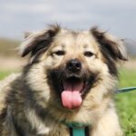 Тая собака из приюта на пристройство, частный приют для бездомных животных Зов Предков zovpredkov.net фото 8