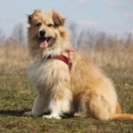 Ирвин собака из приюта на пристройство, частный приют для бездомных животных Зов Предков zovpredkov.net фото 8